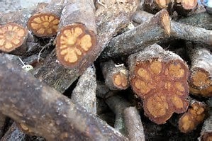 Ayahuasca vine cuttings