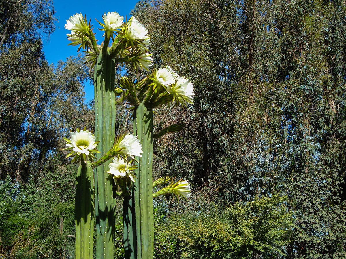 Beginners Guide San Pedro