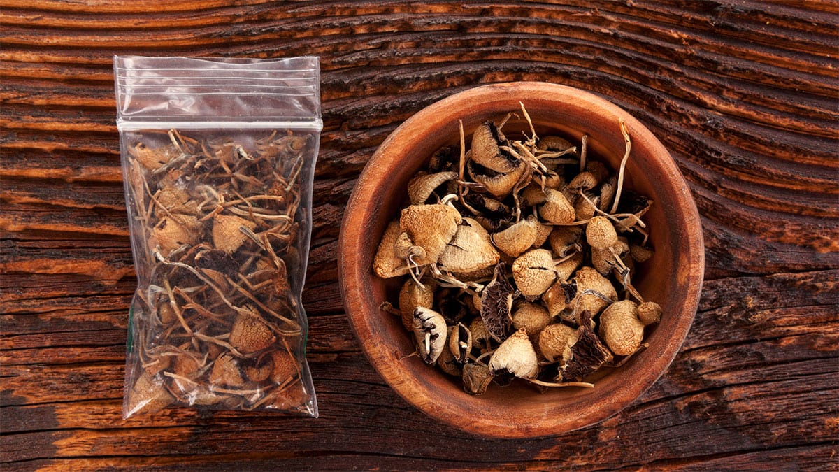 Psilocybin Beginner Guide