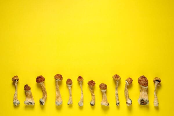 Psilocybin Mushroom microdosing 1