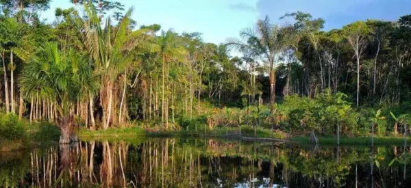 LakeTreesTablet 600x275