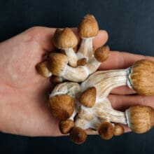 Mushroom picture 220x220