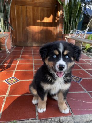 IMG 3482 1 300x400