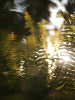 image asset fern 300x400
